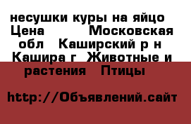 несушки куры на яйцо › Цена ­ 300 - Московская обл., Каширский р-н, Кашира г. Животные и растения » Птицы   